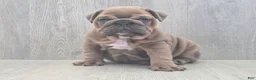 English Bulldog dogs for sale: Kona - Ad 2