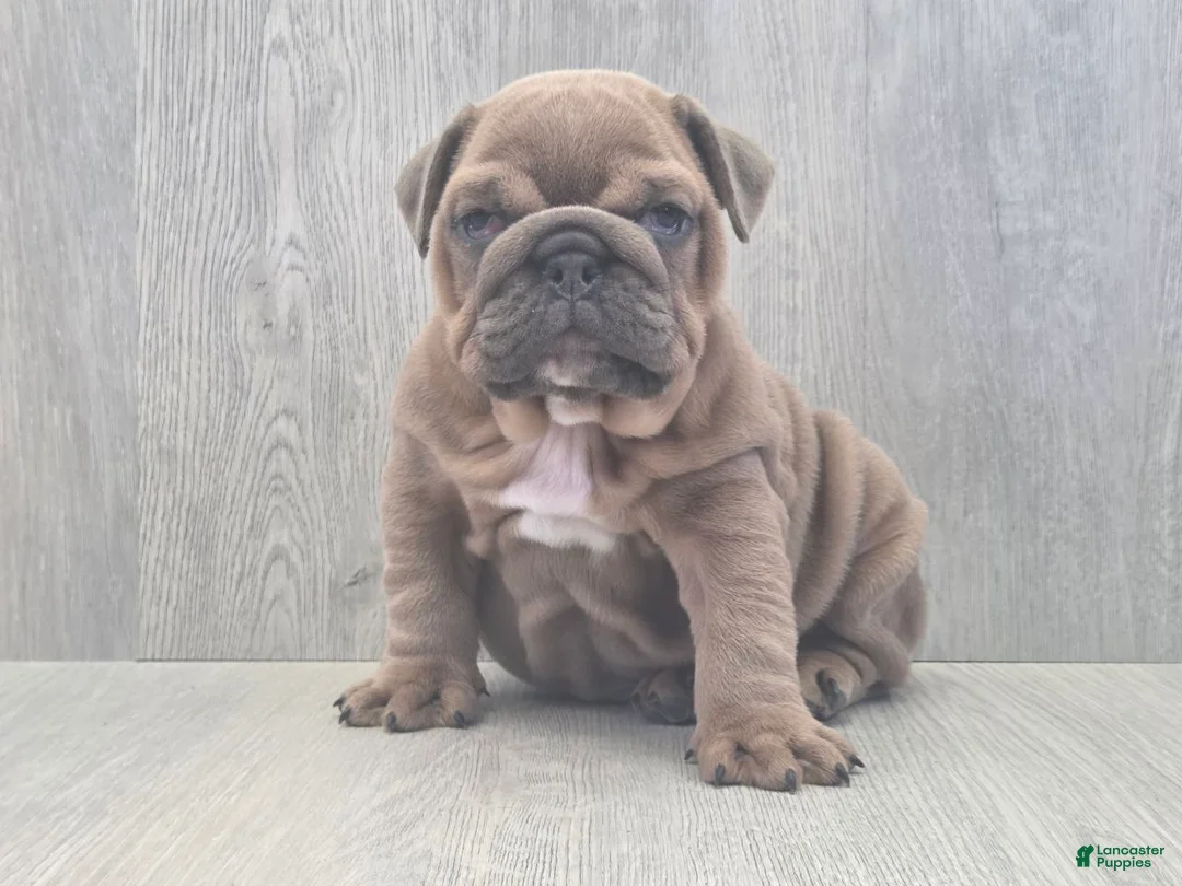 English Bulldog dogs for sale: Kona - Ad 2