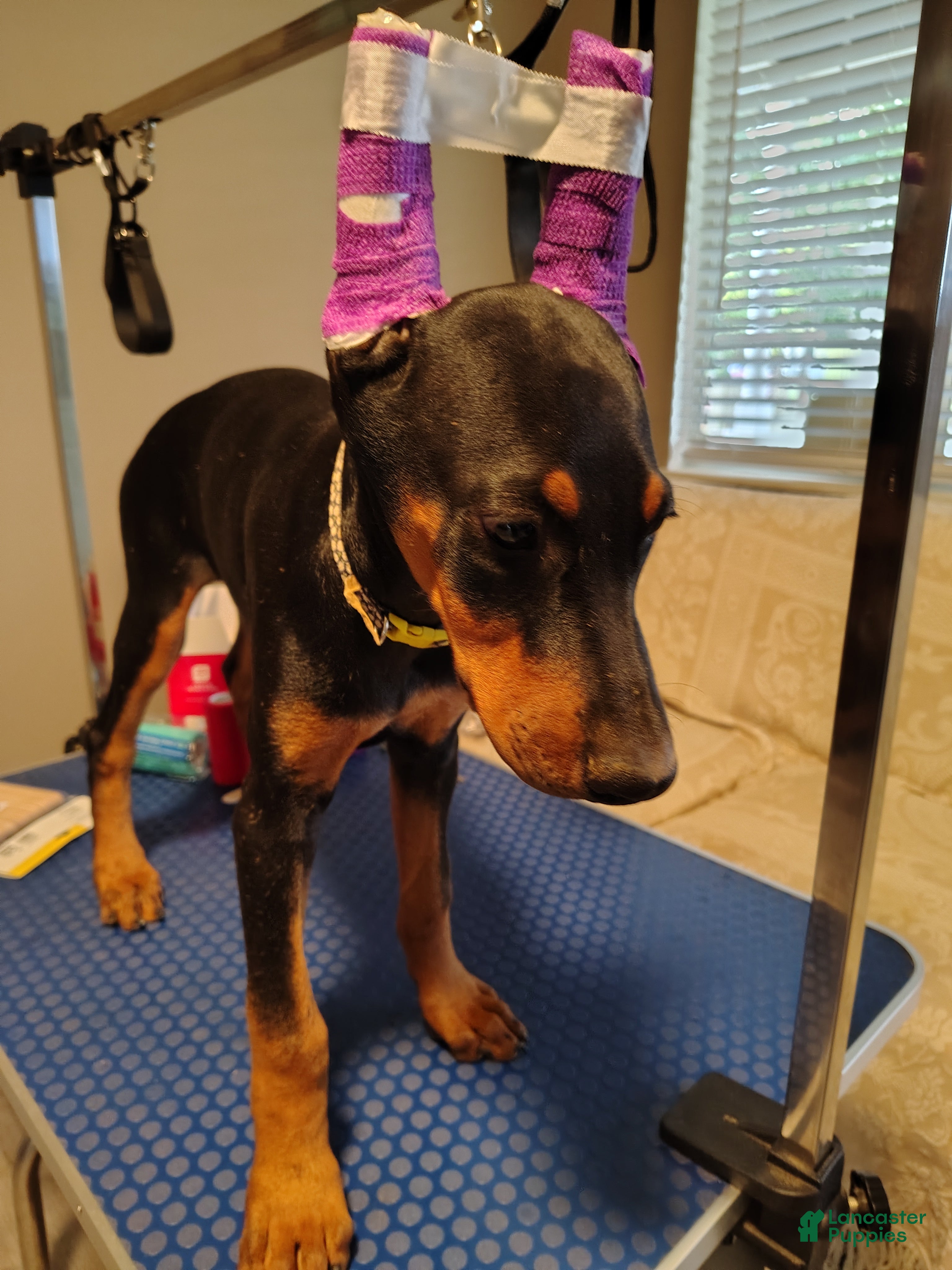 Dobermann