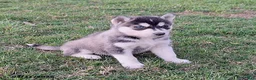 Gerberian Shepsky dogs for sale: Zeus - Ad 1