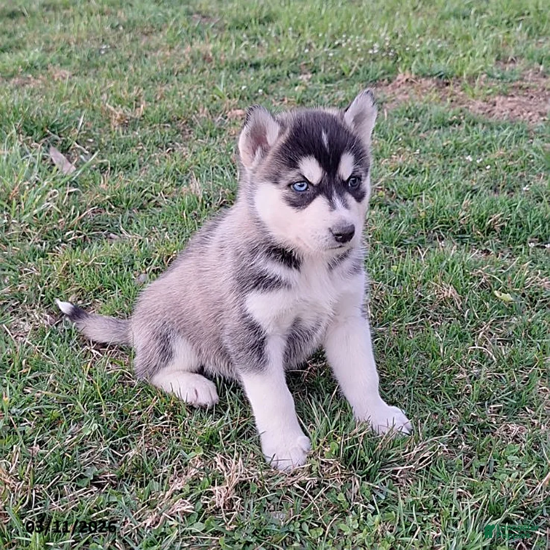 Gerberian Shepsky dogs for sale: Zeus - Ad 1