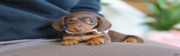 Miniature Dachshund dogs for sale: Chloe - Ad 9