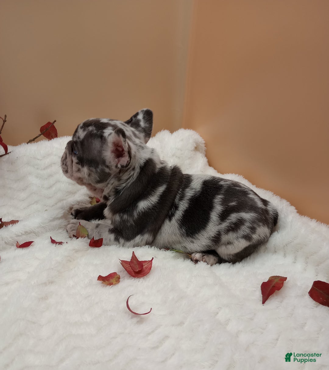 French Bulldog dogs for sale: Hunter  - Ad 12