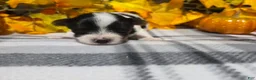 Biewer Terrier dogs for sale: Bentley - Ad 4