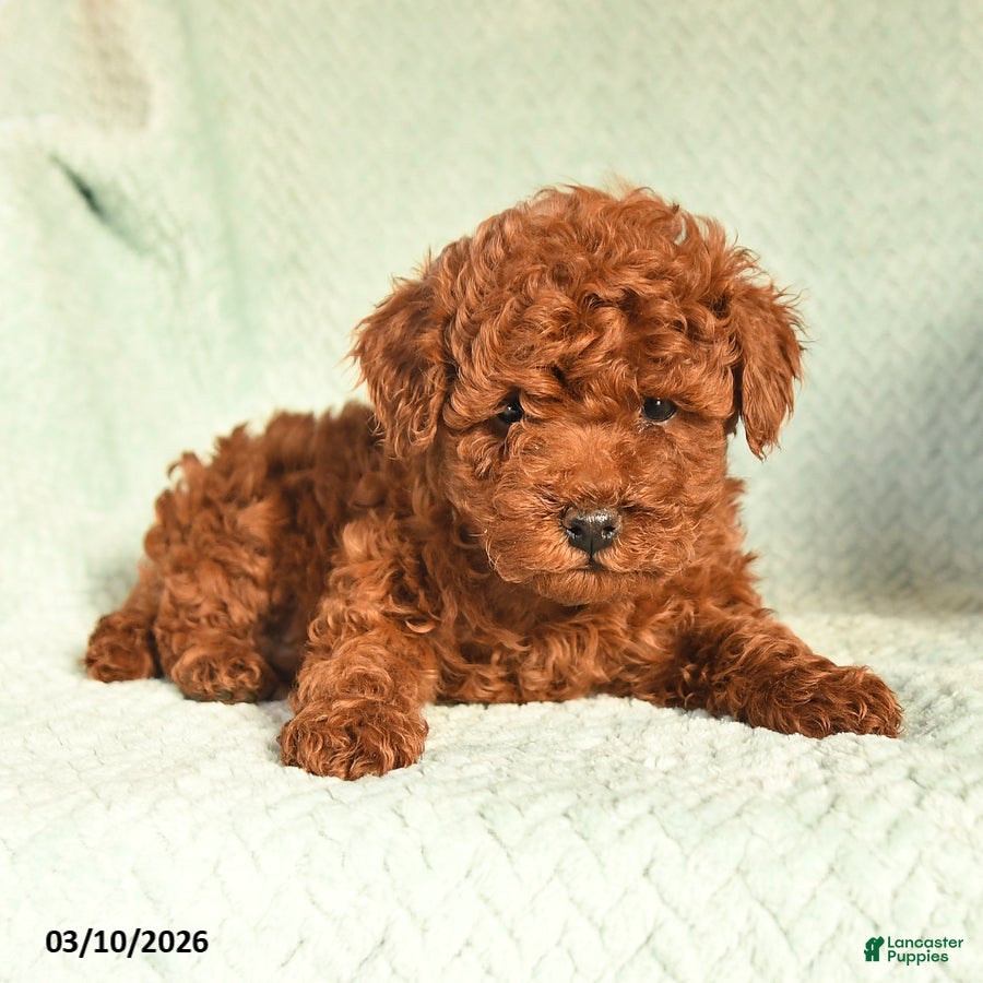 Toy Poodle dogs Oscar - Ad 2