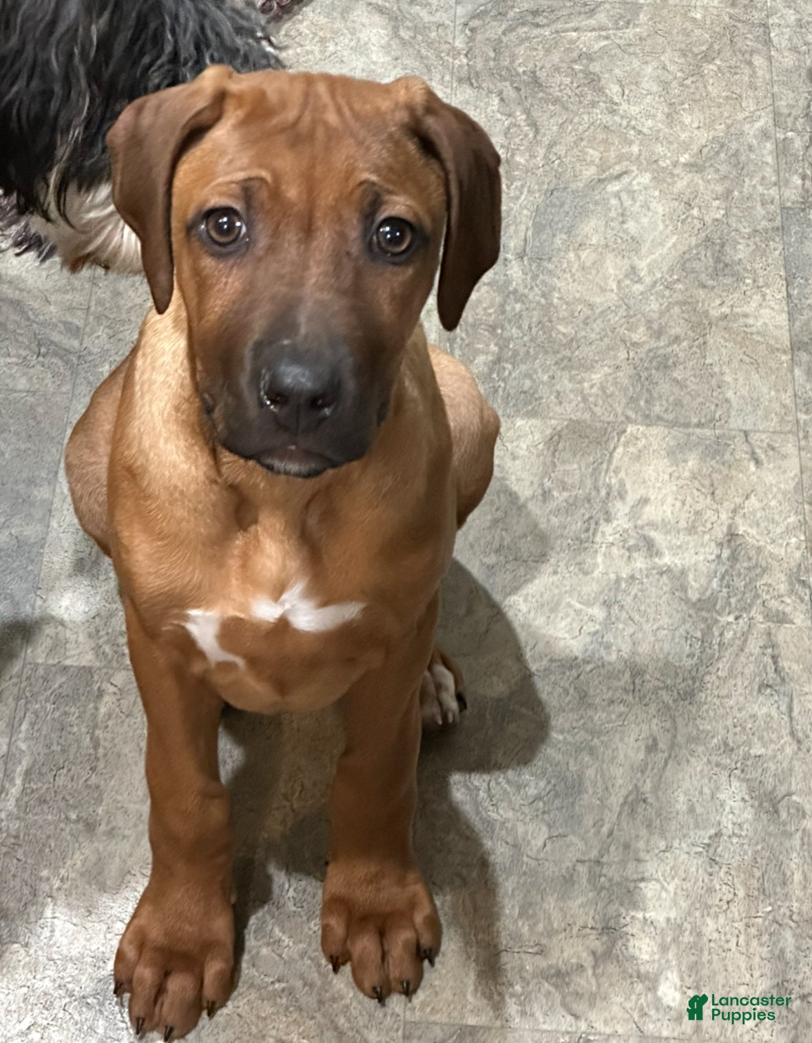 Rhodesian Ridgeback dogs "JOJO" AKC RHODESIAN RIDGEBACK - Ad 29