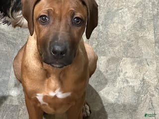 Rhodesian Ridgeback dogs "JOJO" AKC RHODESIAN RIDGEBACK - Ad 29