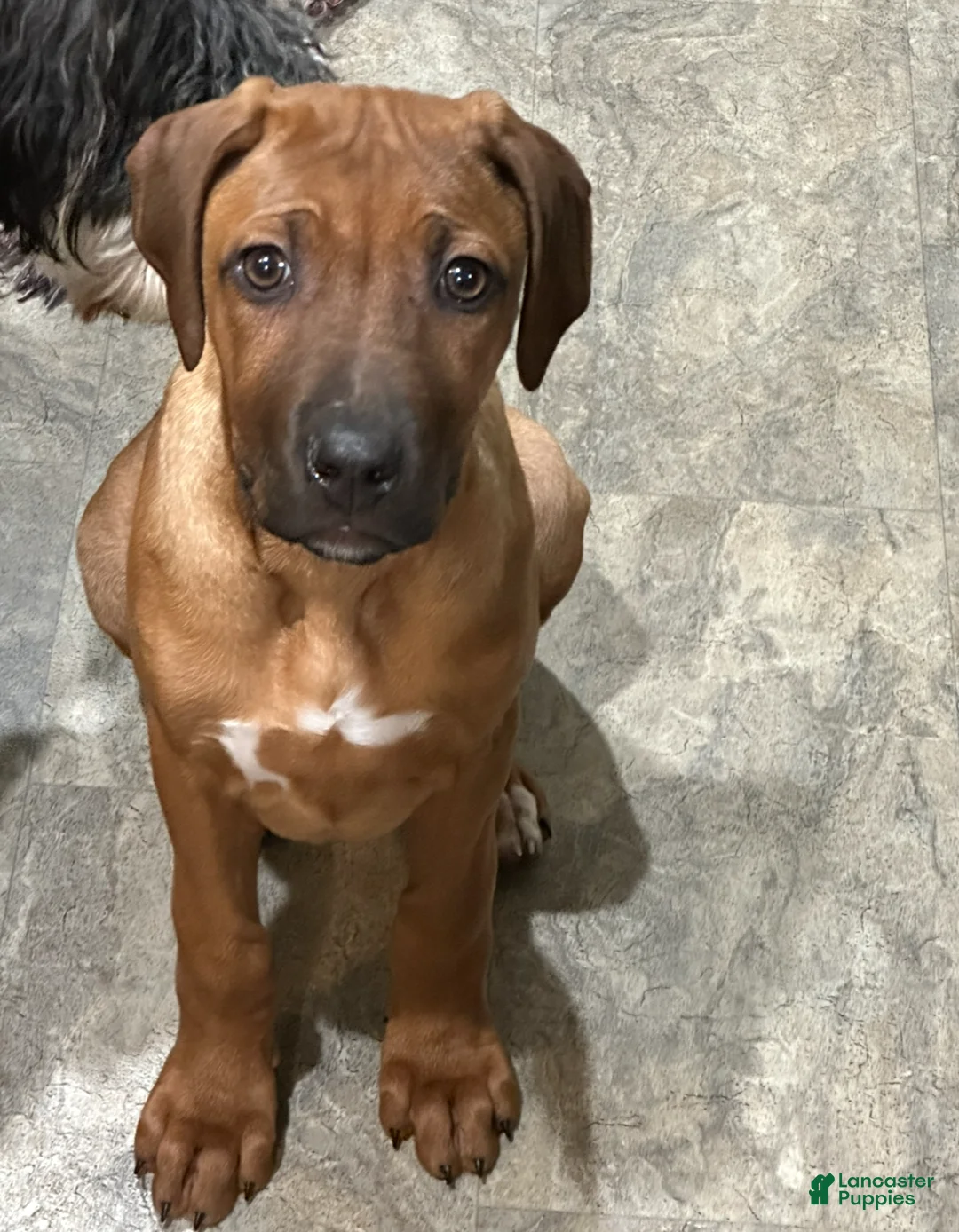 Rhodesian Ridgeback dogs for sale: SOLD “JOJO" AKC RHODESIAN RIDGEBACK - Ad 1