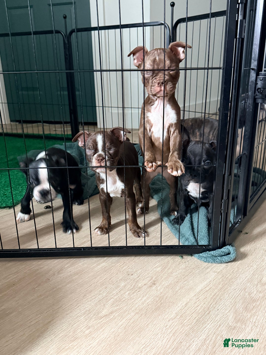 Frenchton dogs for sale: Penelope  - Ad 9