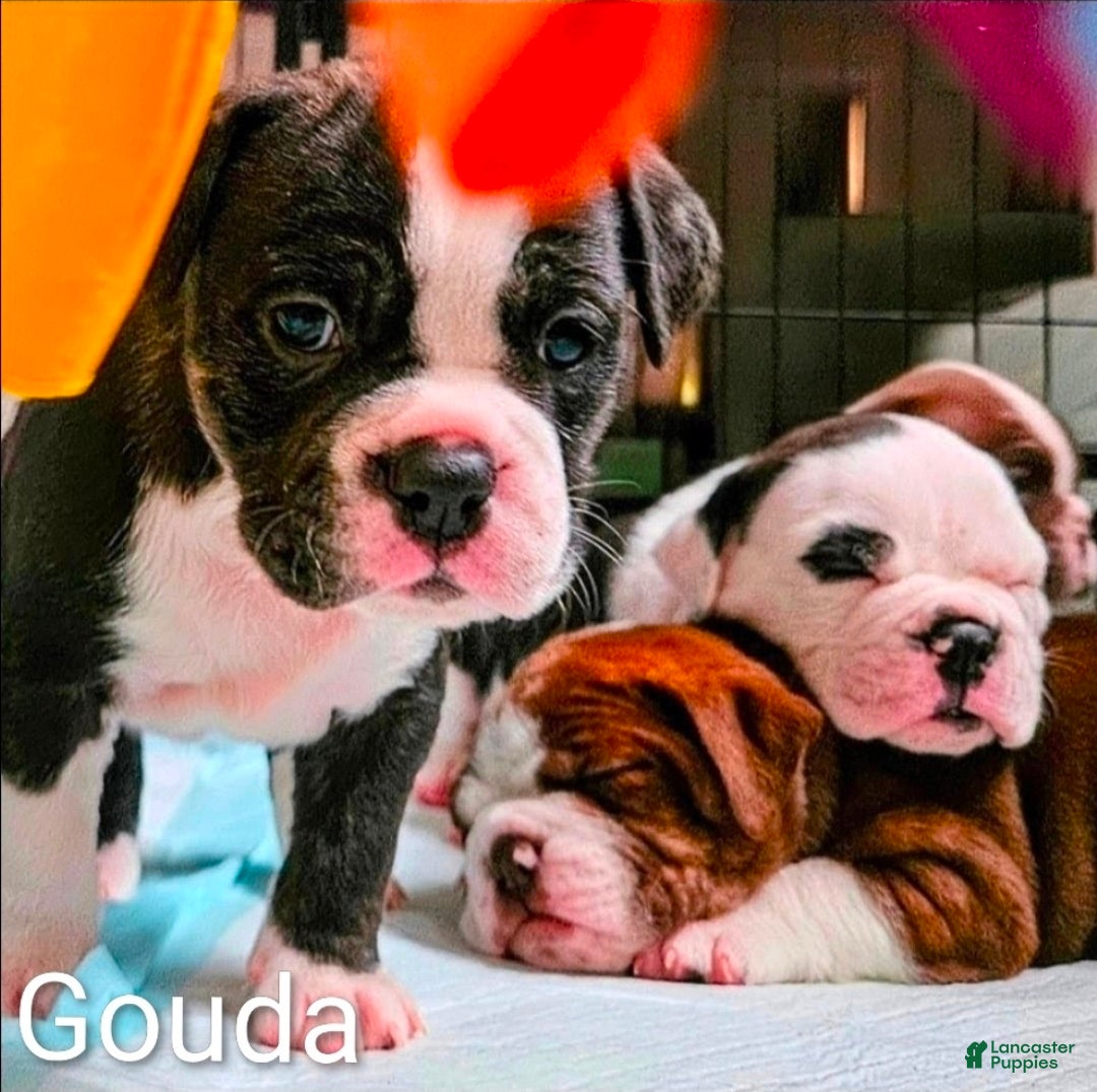 Olde English Bulldogge dogs Gouda FEMALE - Ad 1