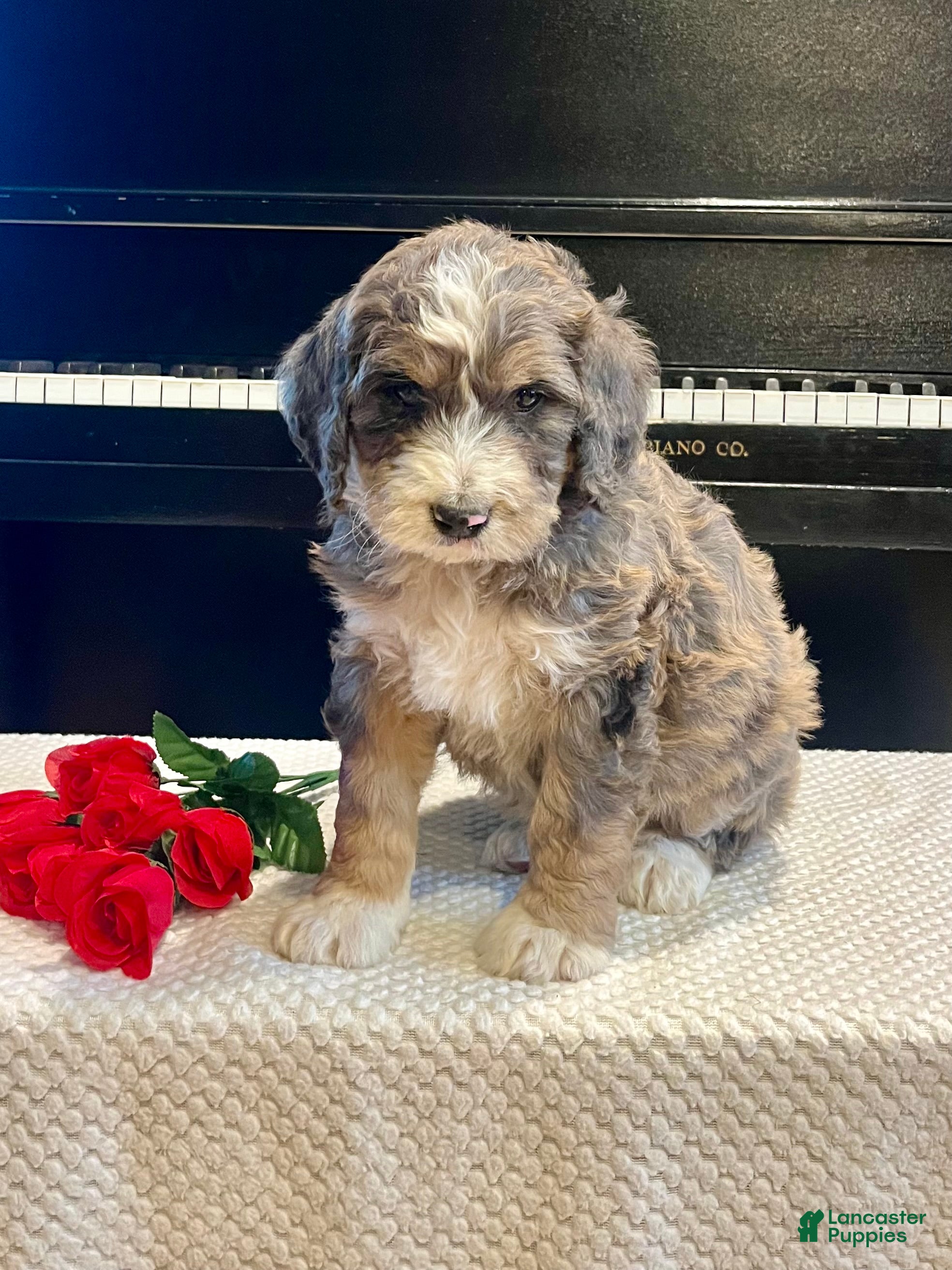 Bernedoodle dogs Spruce - Ad 5