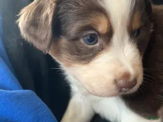 Australian Shepherd dogs Win Chester - Ad 2