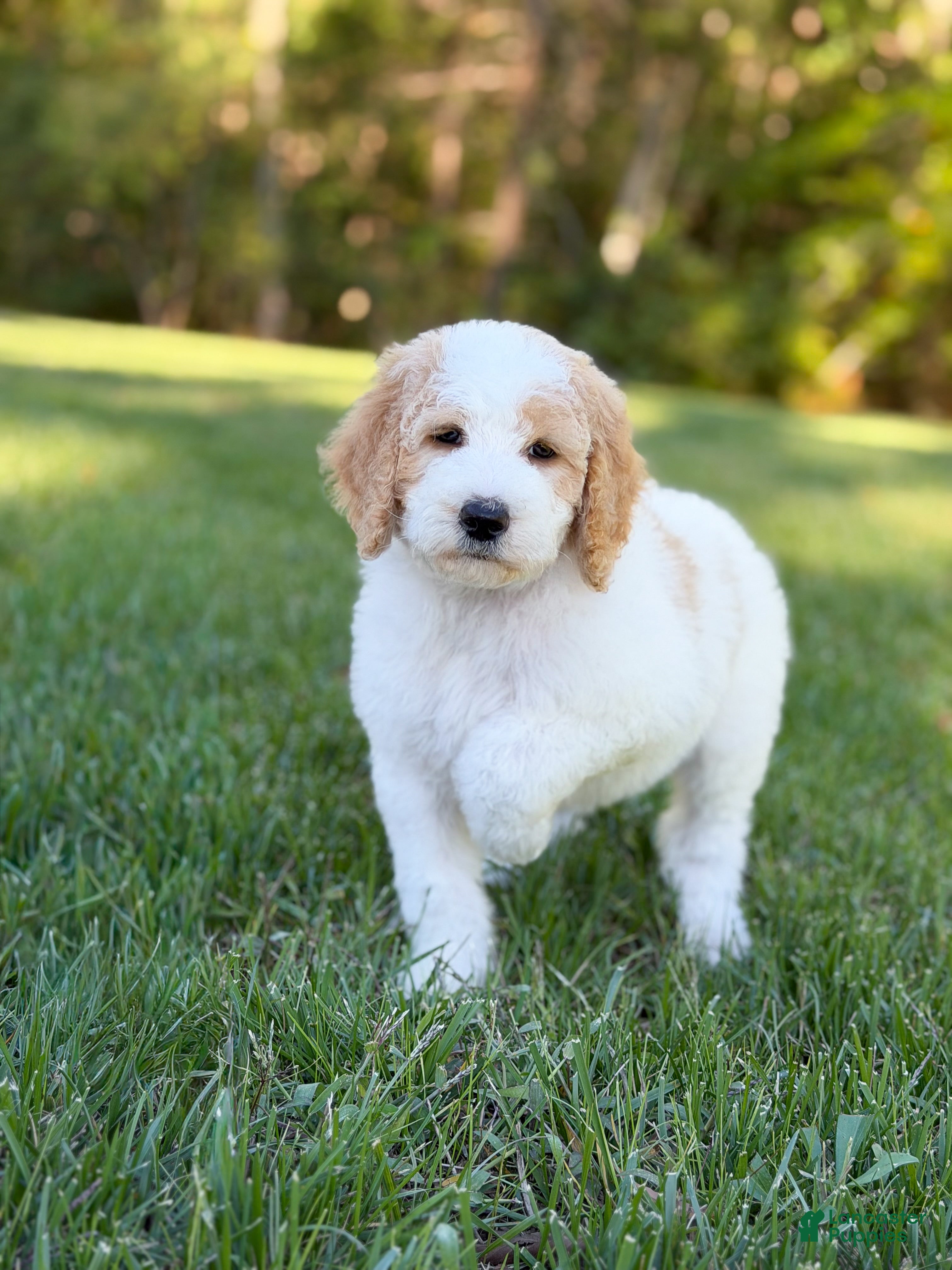 Goldendoodle dogs Hello I’m Ranger🩵 - Ad 1