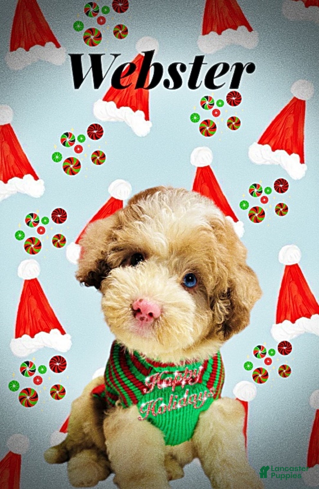 Havapoo dogs for sale: Webster - Ad 10