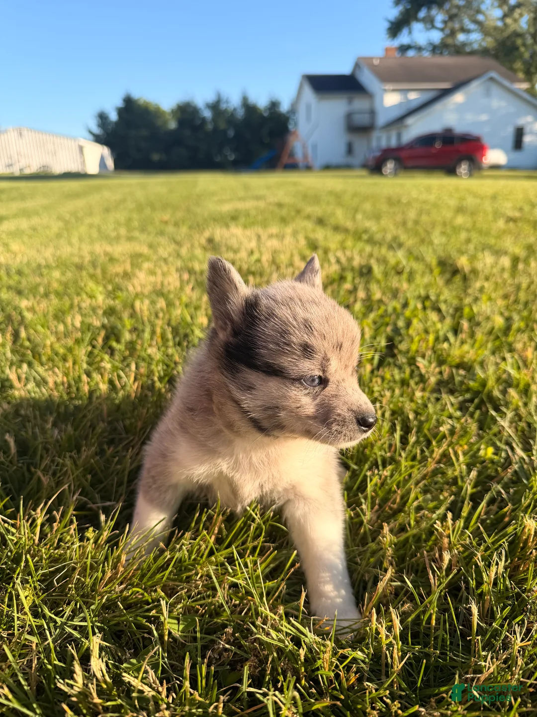 Pomsky dogs for sale: Pomsky 5 - Ad 2