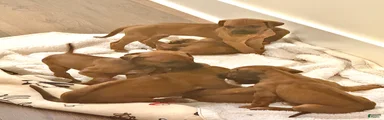 Rhodesian Ridgeback Puppy 8