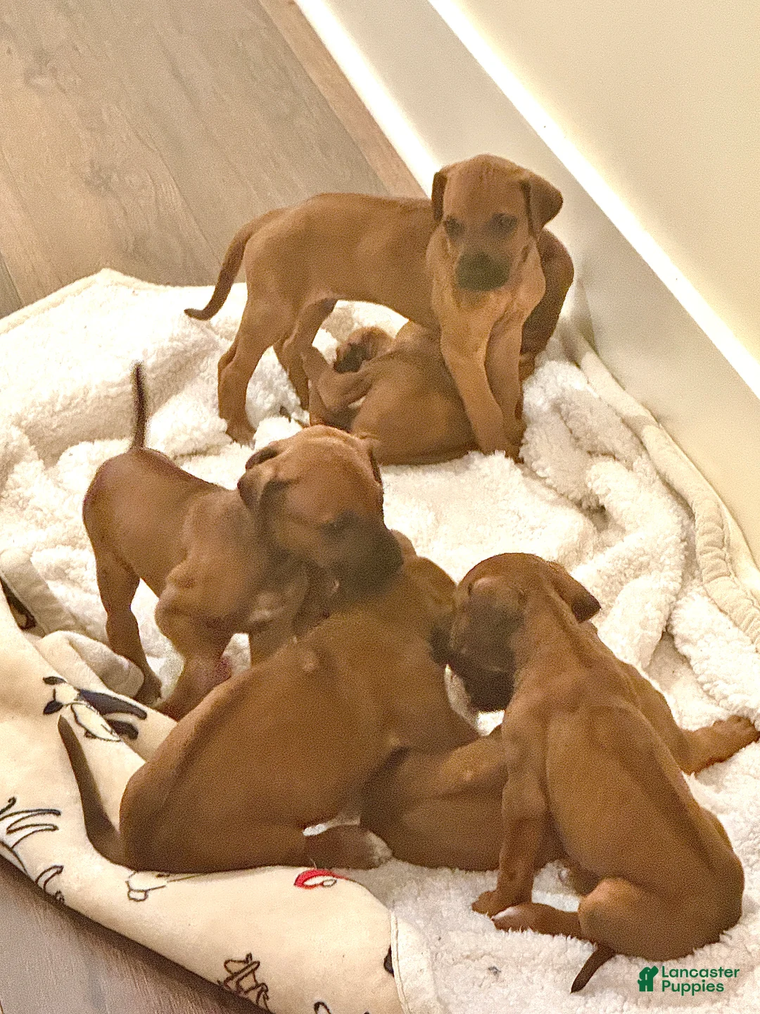 Rhodesian Ridgeback dogs for sale: Rhodesian Ridgeback Puppy 8 - Ad 1
