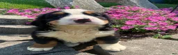 Bernese Mountain Dog dogs for sale: Cooper - Ad 9