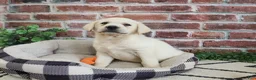 Labrador Retriever dogs for sale: Wilson  - Ad 6