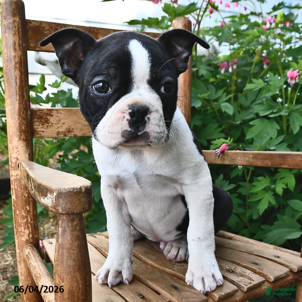 Boston Terrier dogs for sale: Sparkle - Ad 4