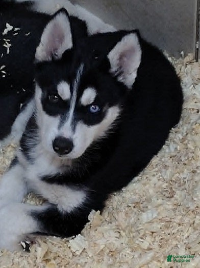 Siberian Husky dogs for sale: Rainbow Dash - Ad 3