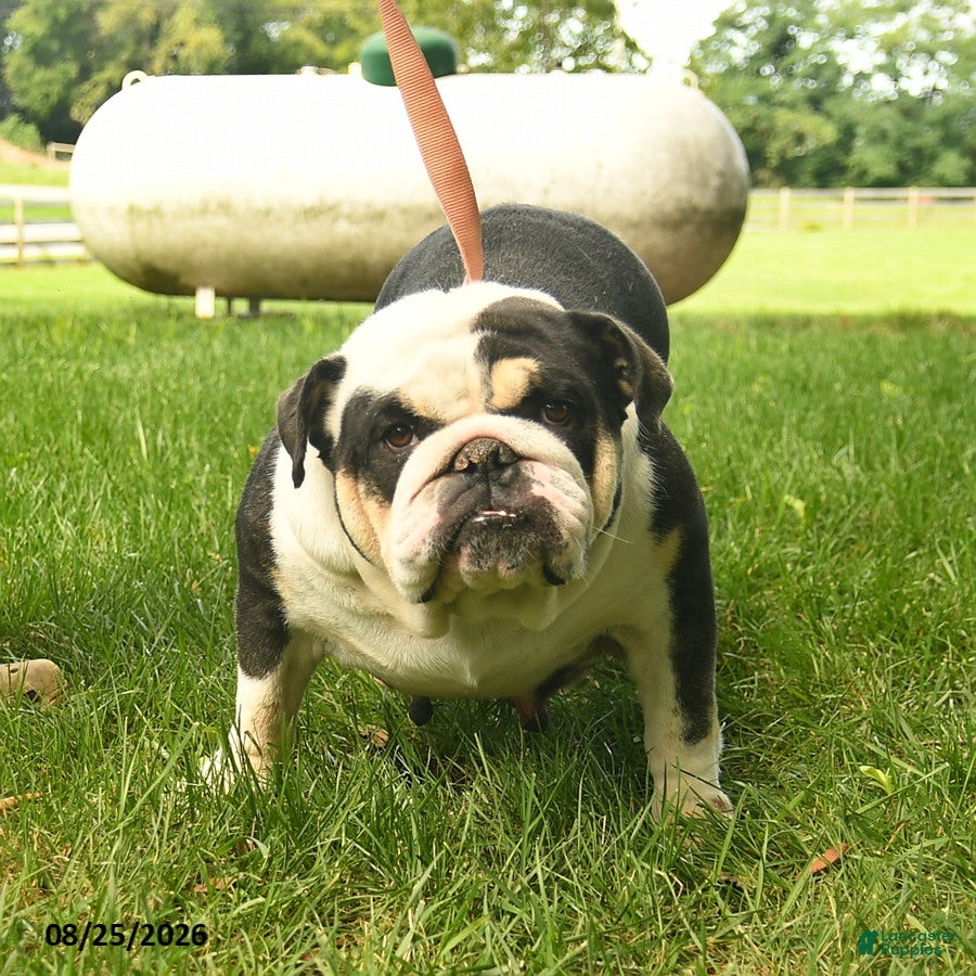 English Bulldog dogs for sale: Sadie Mae  - Ad 1
