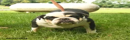 English Bulldog dogs for sale: Sadie Mae  - Ad 1