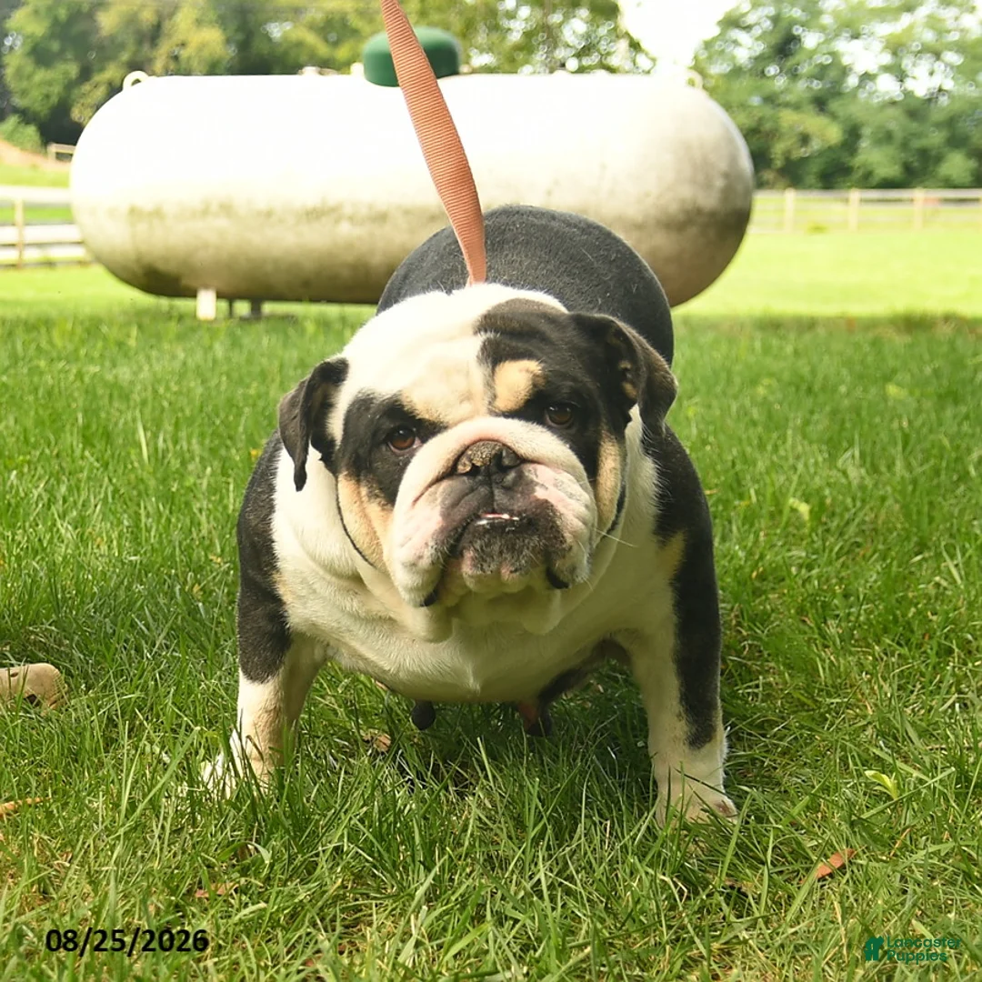 English Bulldog dogs for sale: Sadie Mae  - Ad 1
