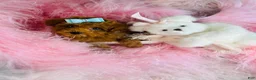 Miniature Poodle dogs for sale: Miniature Poodle 1 - Ad 1