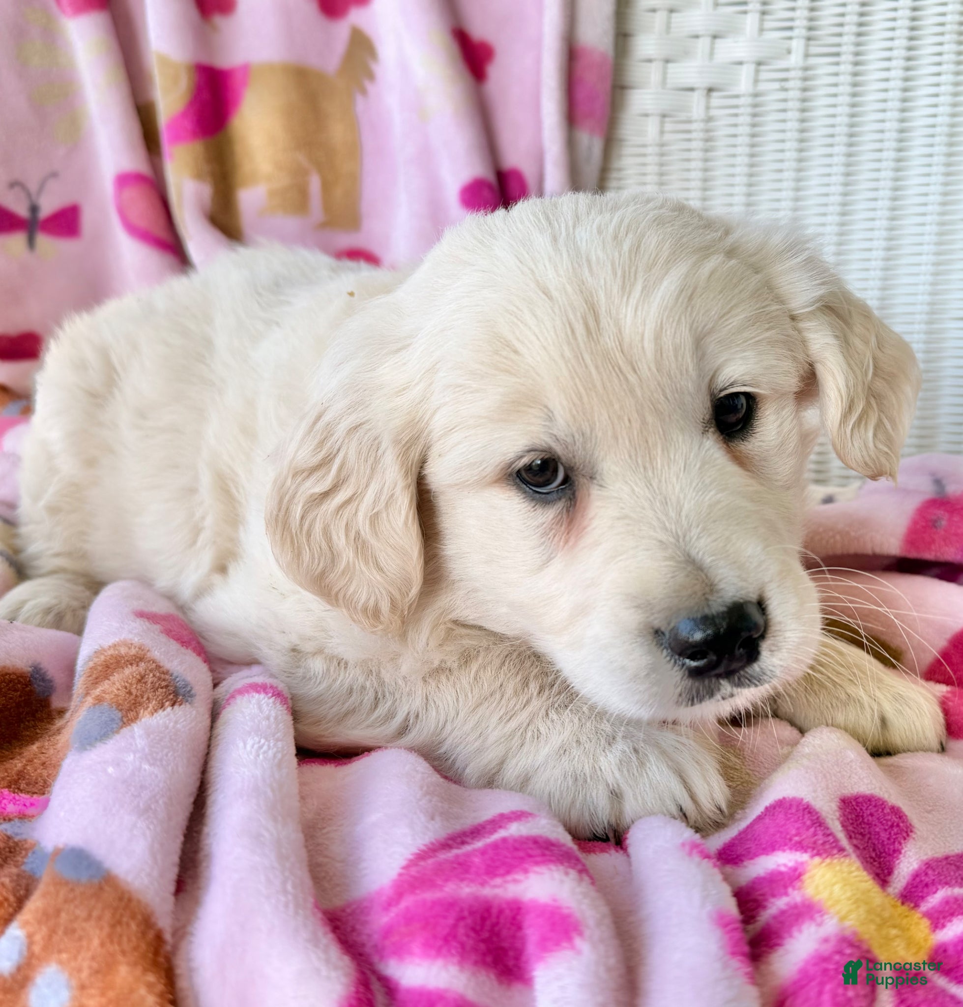 Golden Retriever dogs Summer  - Ad 2