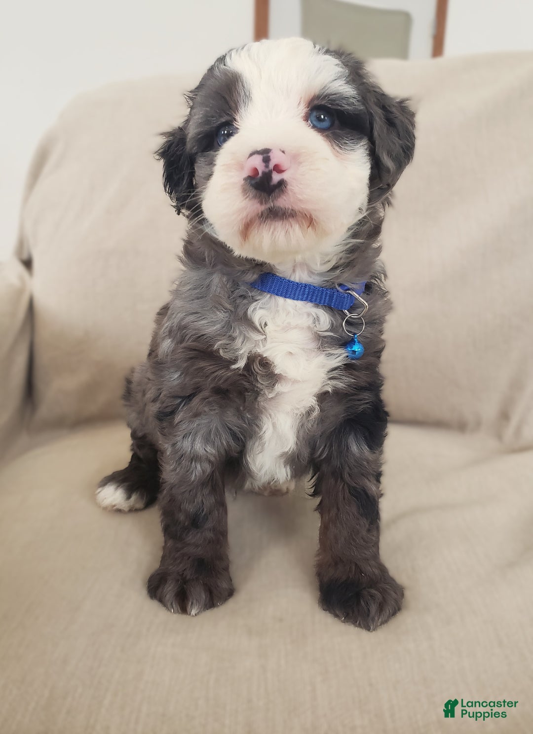 Mini Bernedoodle dogs for sale: Apollo - Ad 3