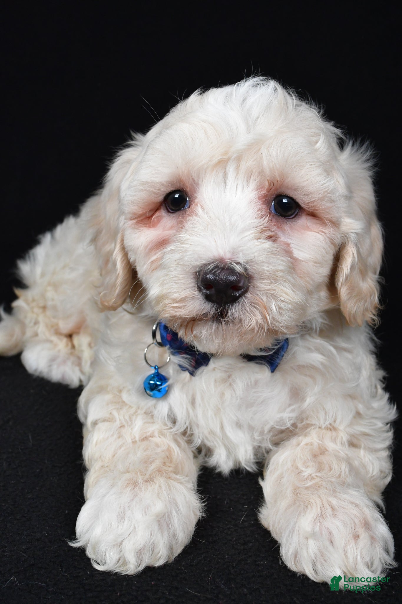 Maltipoo dogs Wade - Ad 1
