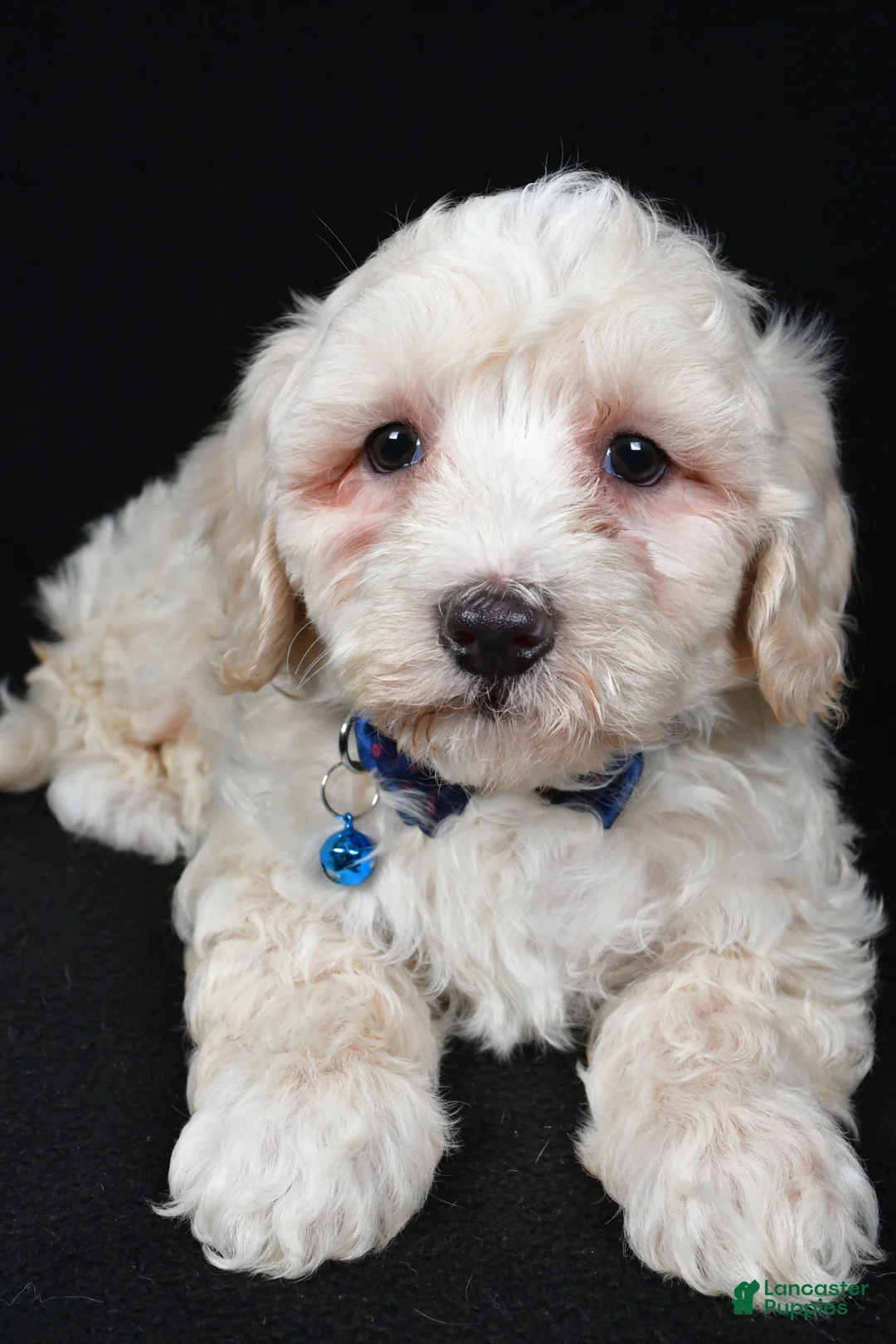 Maltipoo dogs for sale: Wade - Ad 1