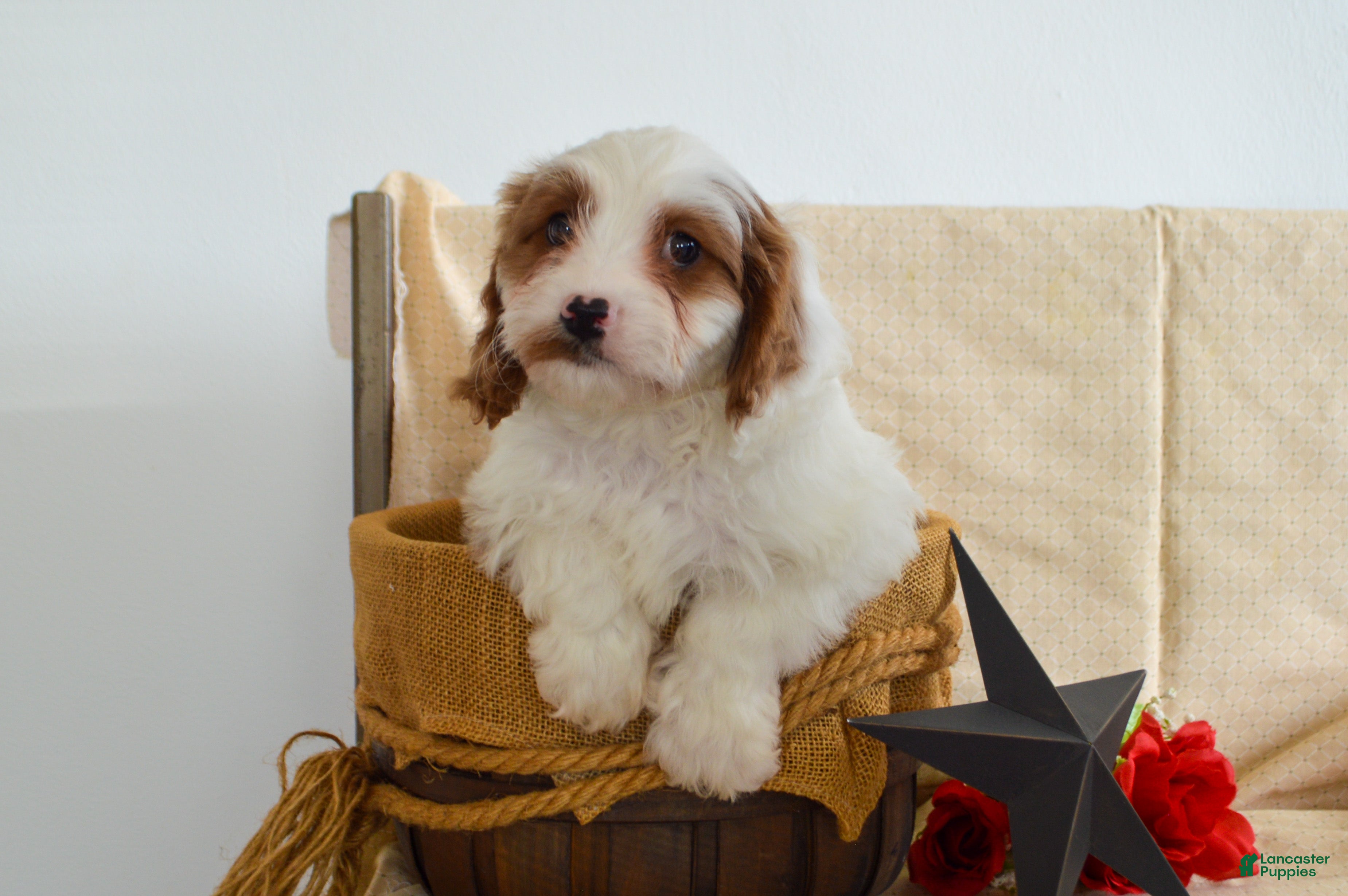 Cavapoo dogs Ricardo 🎄🎁 Adoption Special - Ad 37