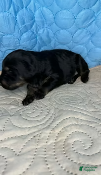 Mixed Breed dogs Rebel - Ad 2