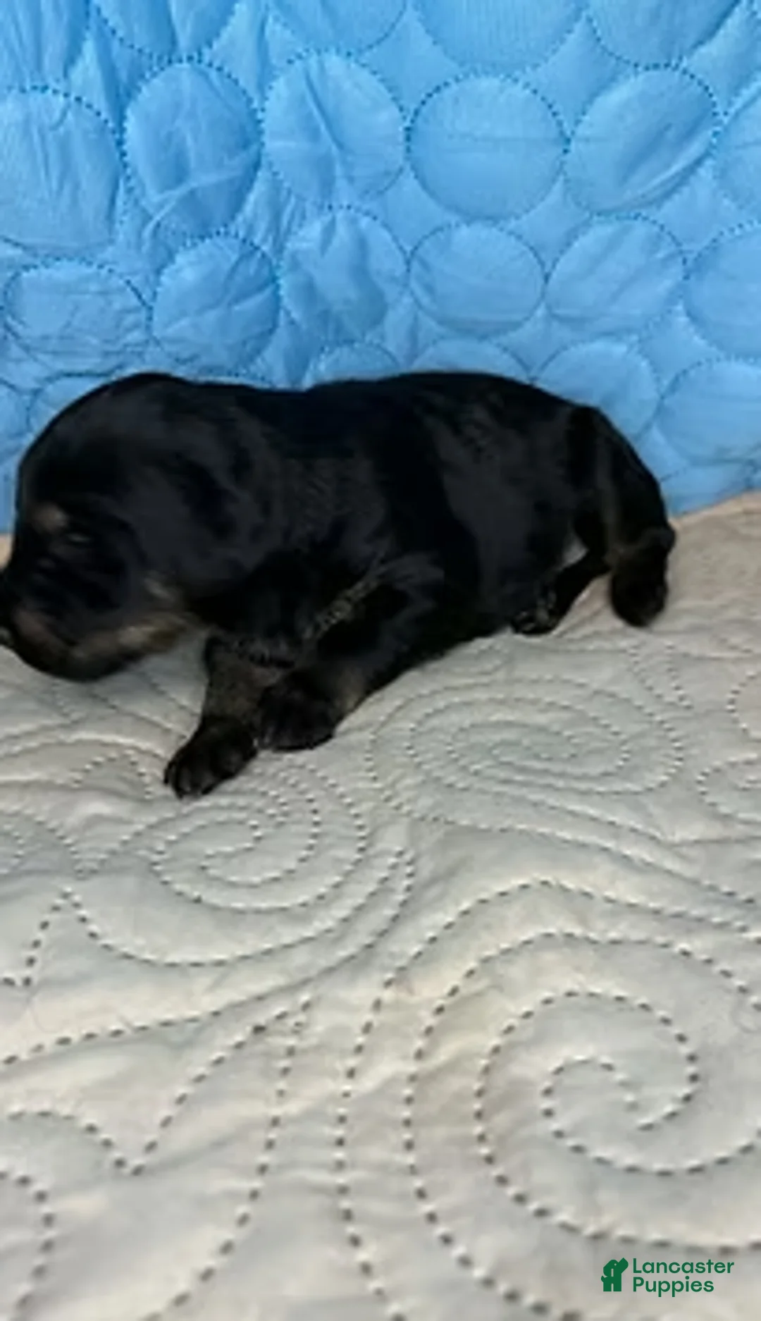 Mixed Breed dogs for sale: Rebel - Ad 2