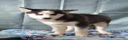 Siberian Husky dogs for sale: Anna Bell - Ad 2