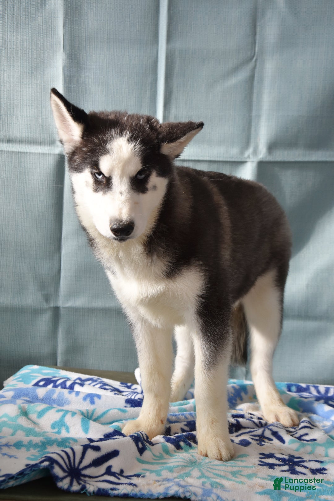 Siberian Husky dogs for sale: Anna Bell - Ad 2