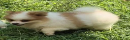 Pomeranian dogs for sale: Teddy  - Ad 5