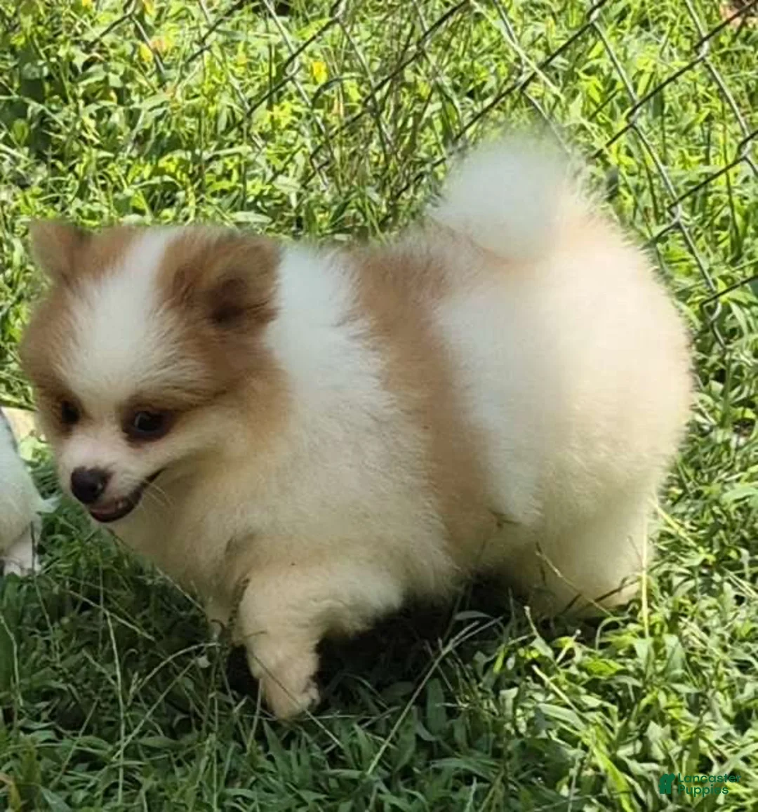 Pomeranian dogs for sale: Teddy  - Ad 5