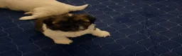 Shih Tzu dogs for sale: Shih Tzu 2 - Ad 4