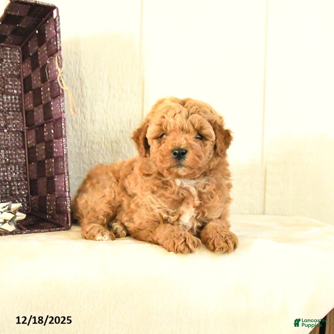 Toy Poodle dogs for sale: Bear - Ad 4