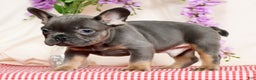 French Bulldog dogs for sale: Shawn - Ad 5