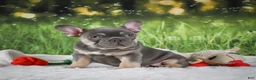 French Bulldog dogs for sale: Lucky - Ad 3