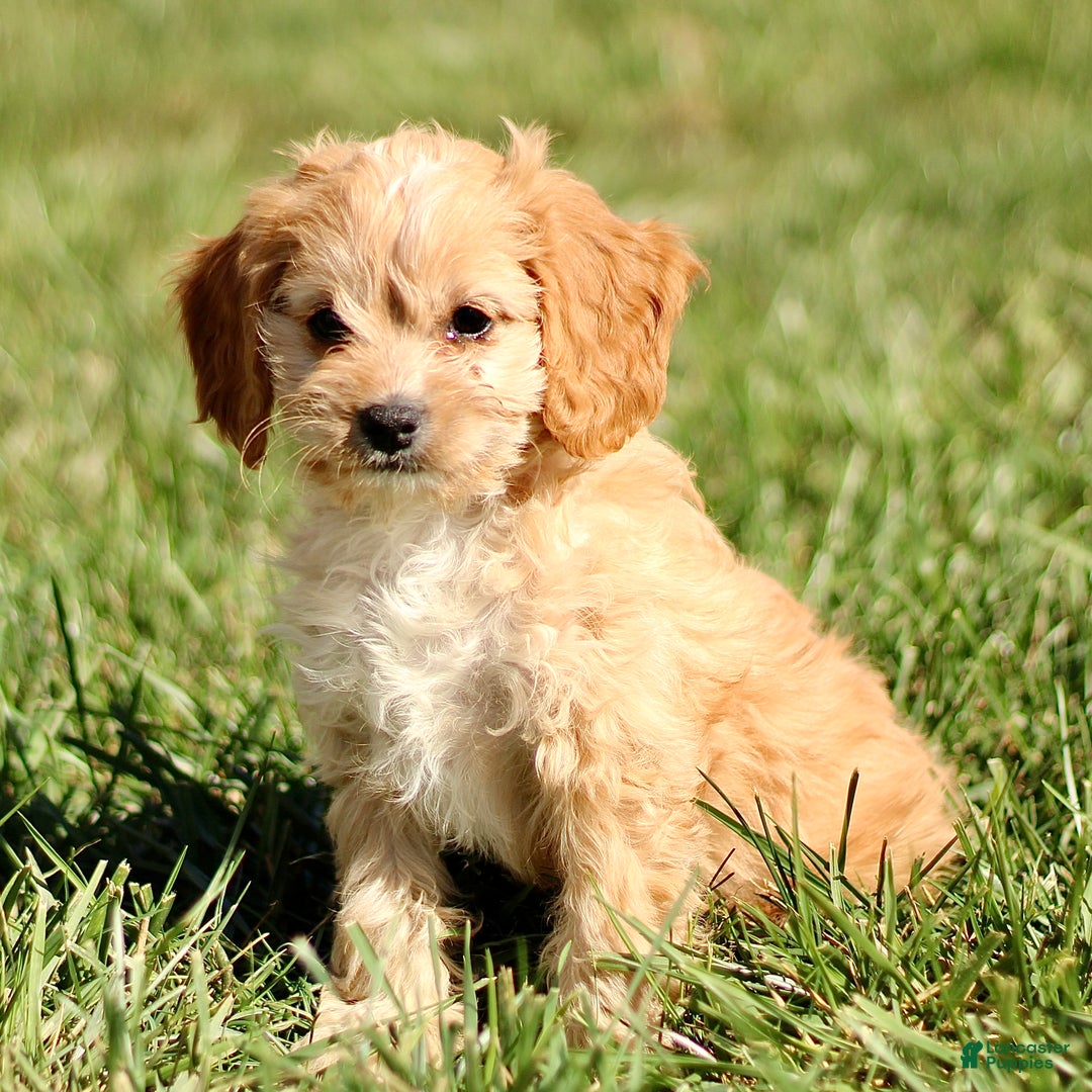 Cavapoo dogs for sale: Kenny - Ad 3