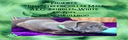 French Bulldog dogs for sale: Phoenyx “Lime Green Collar” Male  - Ad 8