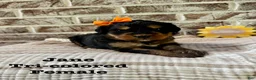 Bernedoodle dogs for sale: June  - Ad 1