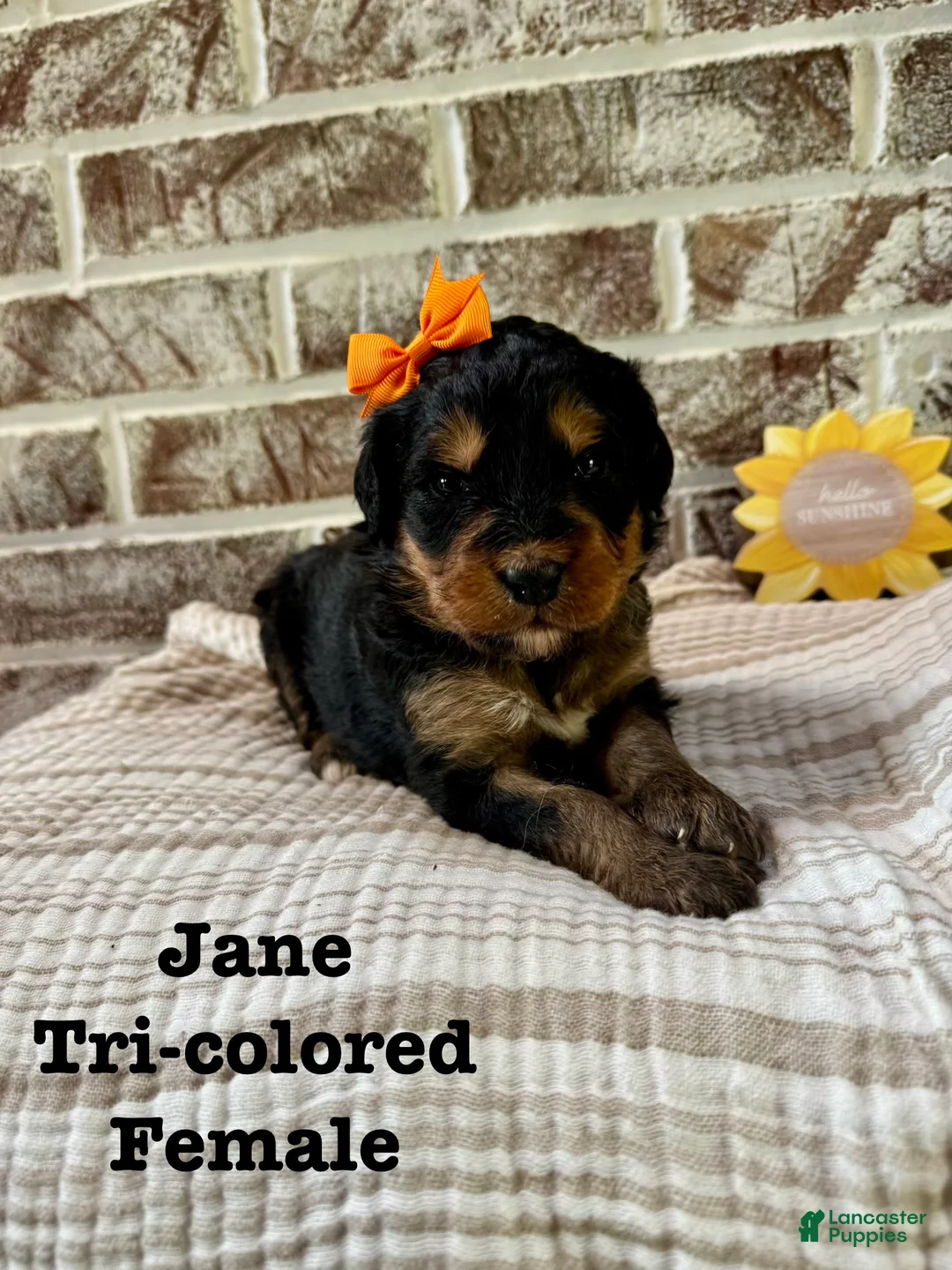 Bernedoodle dogs for sale: June  - Ad 1