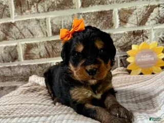 Bernedoodle dogs June - Ad 8