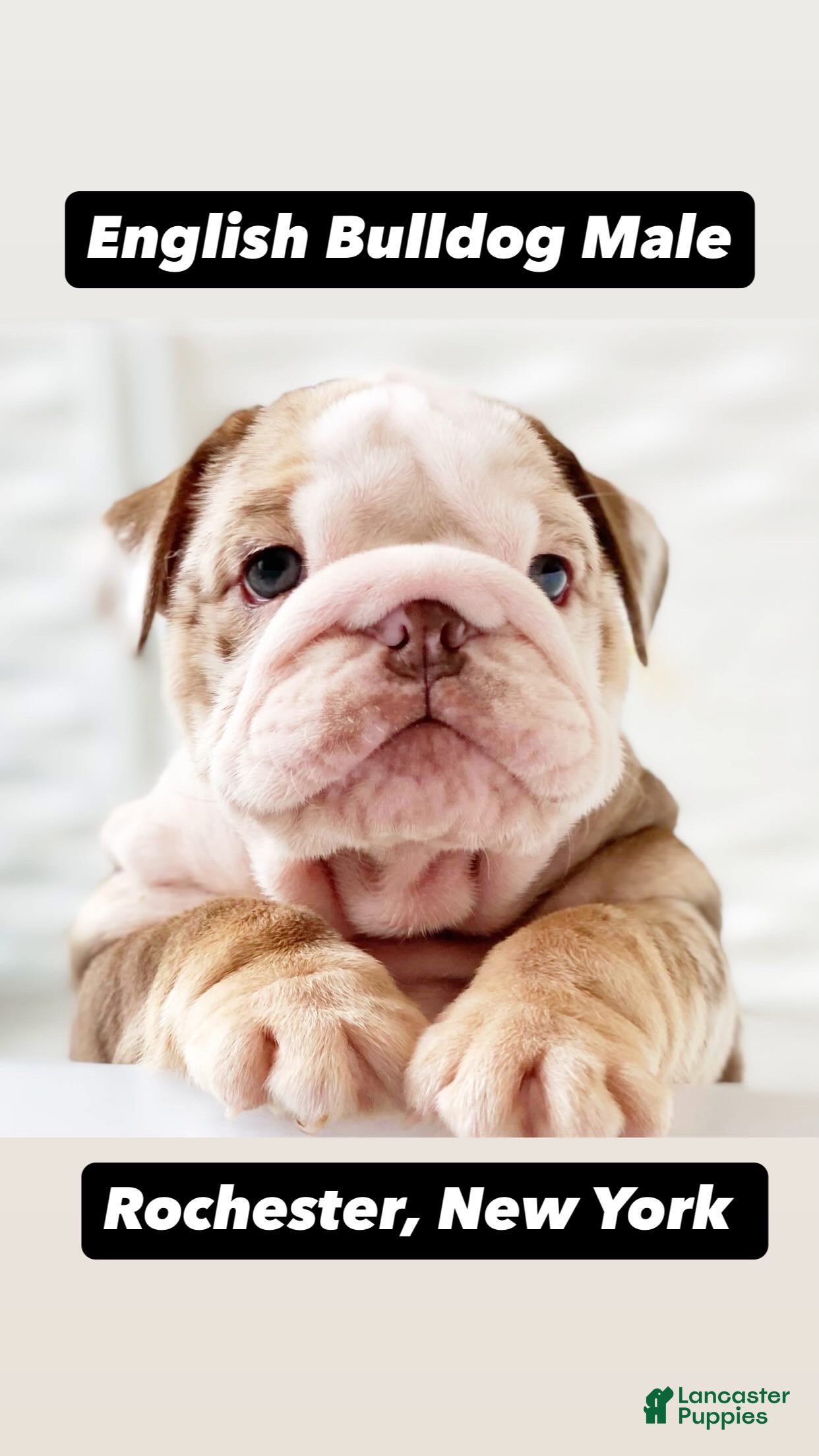 English Bulldog dogs Amelia - Ad 6